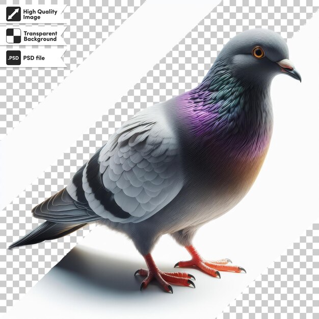 PSD une photo d'un pigeon avec une étiquette qui dit non