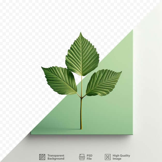 PSD une photo d'une plante avec le mot eco dessus