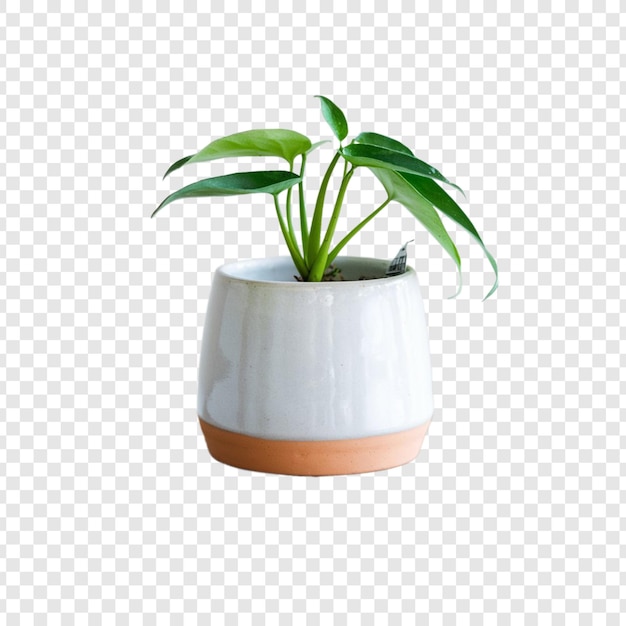 Photo de plante sur pot isolée sur fond blanc
