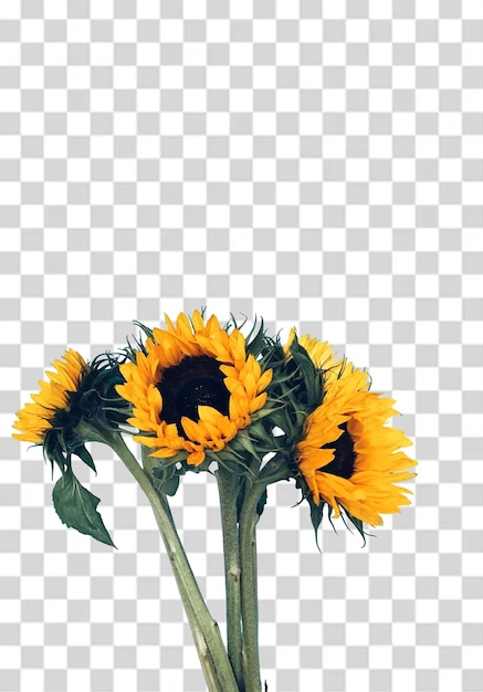 Une photo d'un tournesol