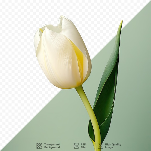 PSD une photo d'une tulipe avec un fond vert