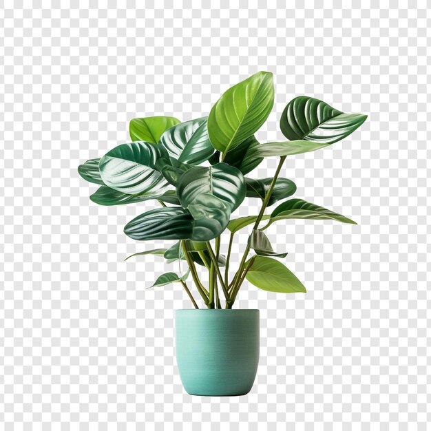 PSD une photographie d'une fausse plante d'intérieur prise dans un studio isolé sur un fond transparent