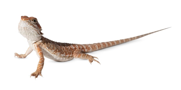 Photos de stock de lézards naturels avec des détails de haute qualité pour des projets de faune et de nature