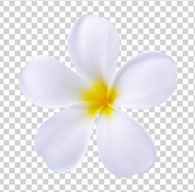 Phumelia floreciente o flor de Champa o flor de Hawai aislada con trazado de recorte sobre fondo premium psd
