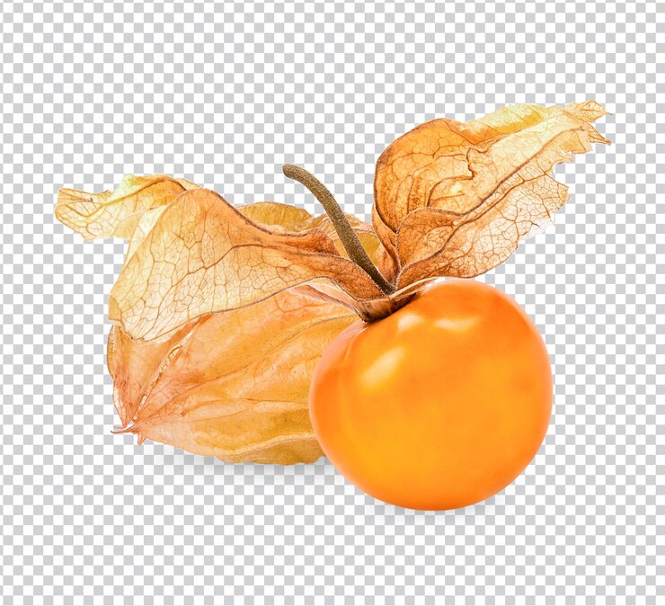PSD physalis de grosella espinosa aislado psd premium