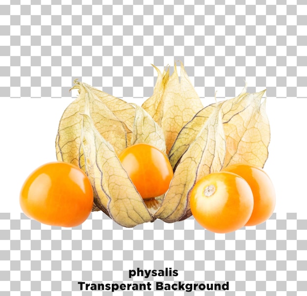 Physalis (en inglés)
