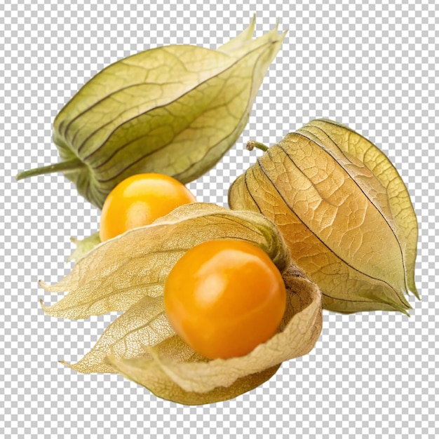 Physalis pubescens delante de un fondo blanco
