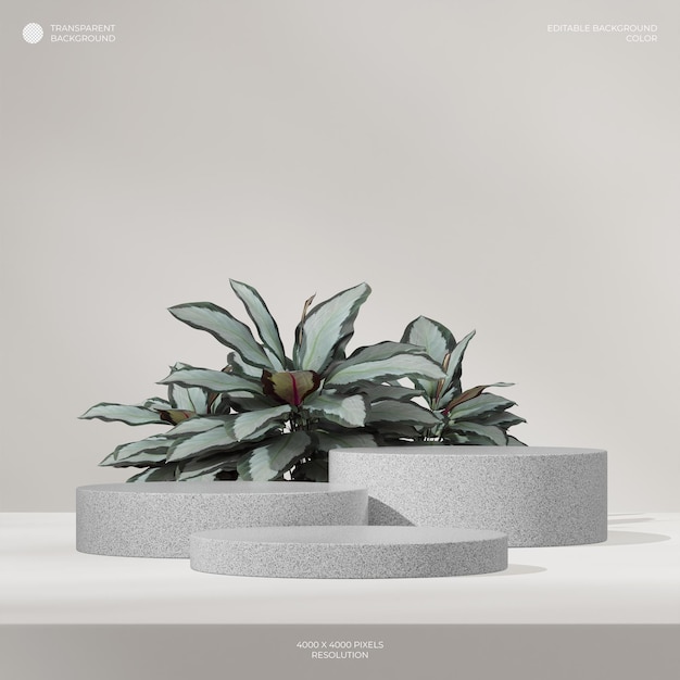 pianta calathea rendering 3d sfondo trasparente del podio in granito bianco in piazza
