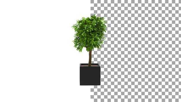 Pianta con vaso quadrato senza ombra rendering 3d