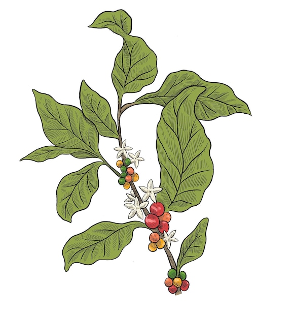 Pianta di caffè