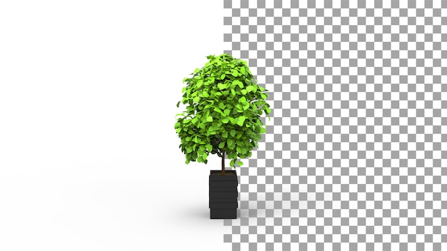 Pianta di giada con vaso con rendering 3d ombra