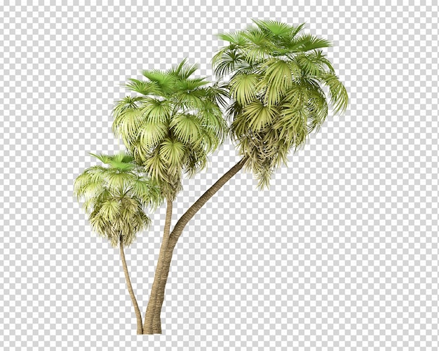 Pianta estiva isometrica nel rendering 3d isolata