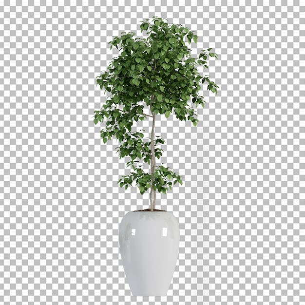 Pianta in vaso nella rappresentazione 3d isolata