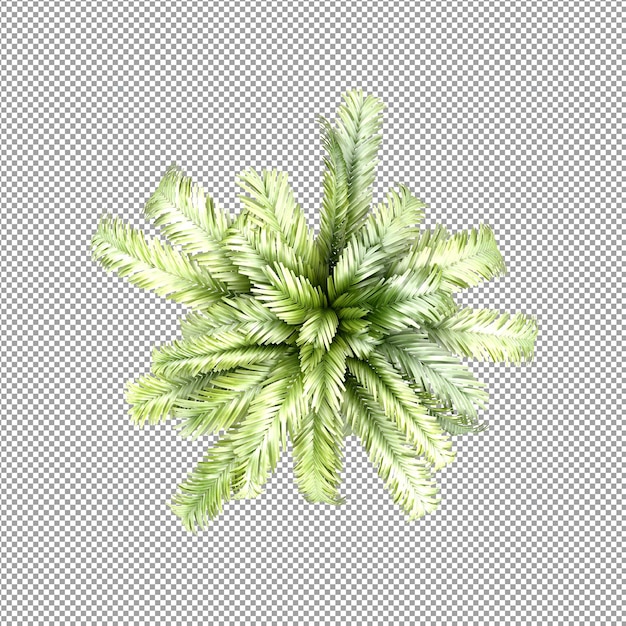 Pianta isolata nel rendering 3d