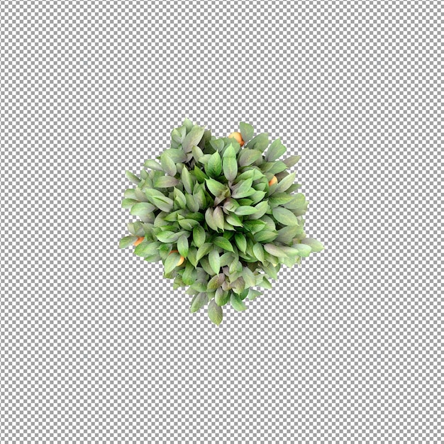Pianta isolata nel rendering 3d