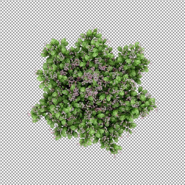 Pianta isolata nel rendering 3d