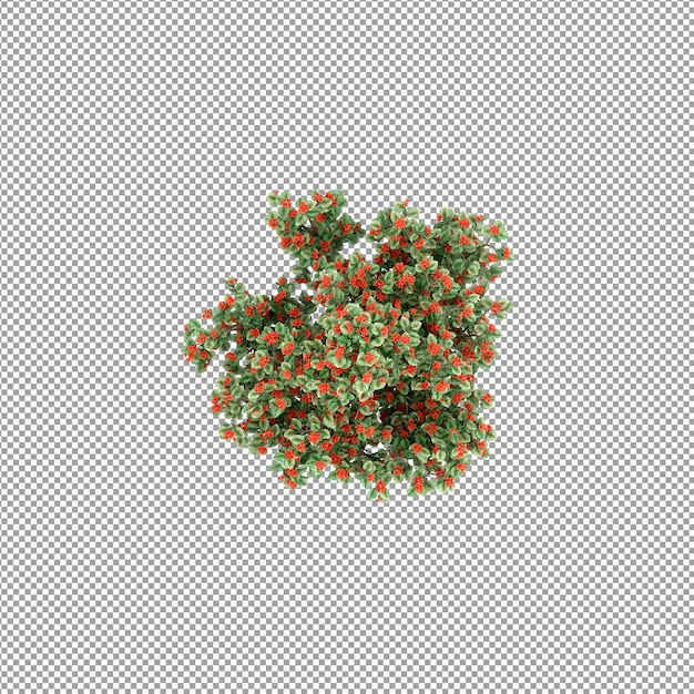 Pianta isolata nel rendering 3d