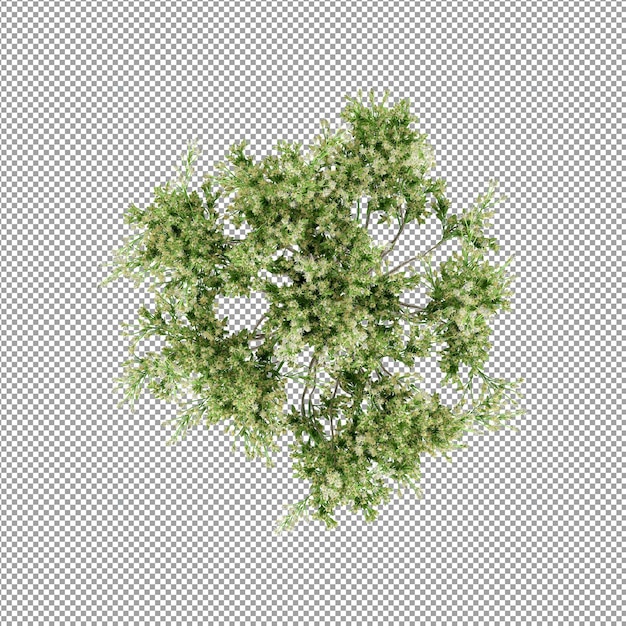 Pianta isolata nel rendering 3d