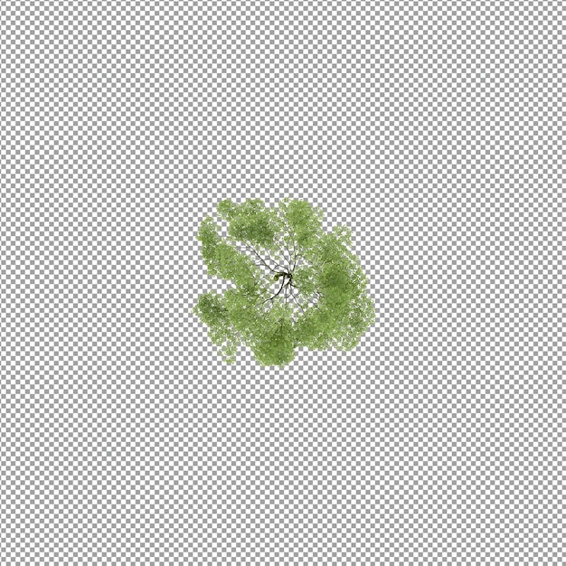 Pianta isolata nel rendering 3d