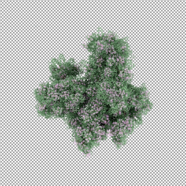 Pianta isolata nel rendering 3d