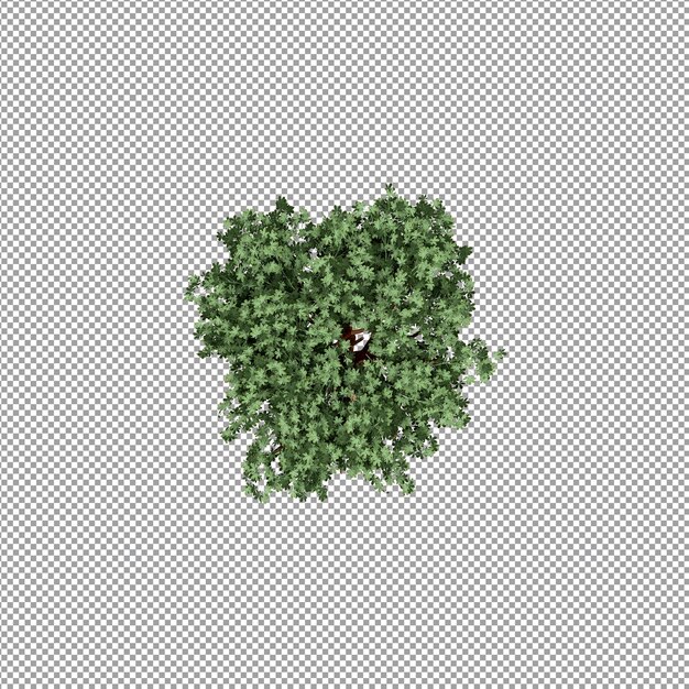 Pianta isolata nel rendering 3d