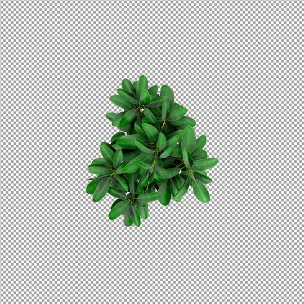Pianta isolata nel rendering 3d