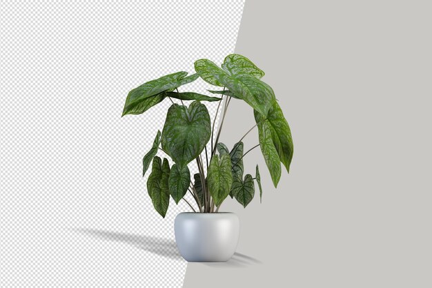 Pianta nella rappresentazione 3d isolata