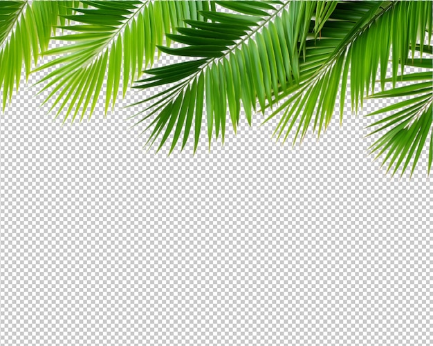 pianta tropicale isolata e albero su sfondo trasparente