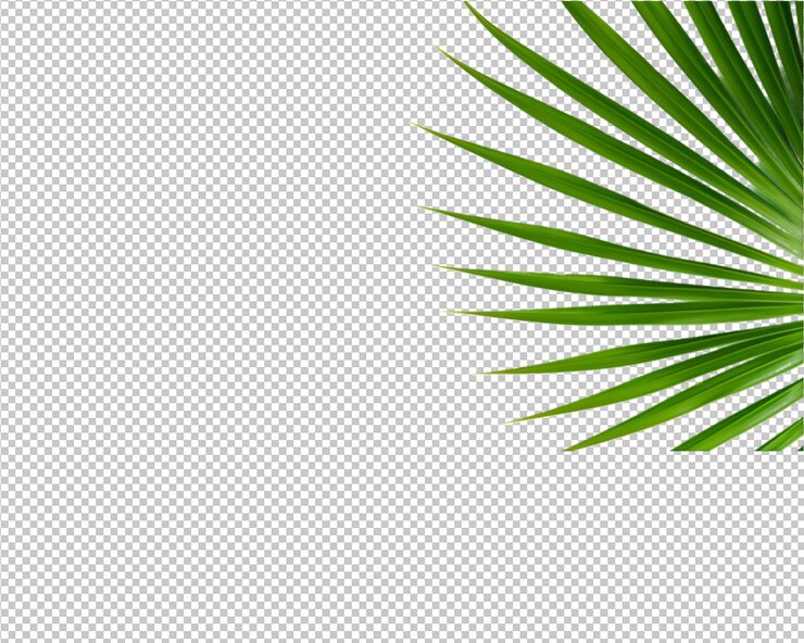PSD pianta tropicale isolata e palma da cocco su sfondo trasparente