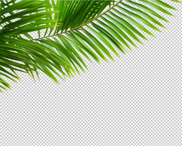 pianta tropicale isolata e palma da cocco su sfondo trasparente