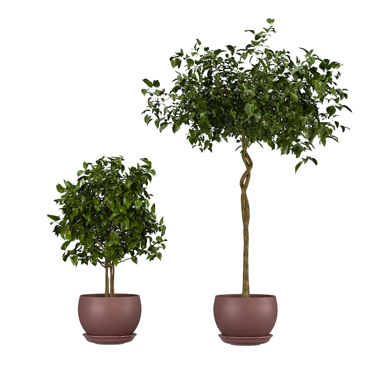PSD piante d'interno decorative per la casa in più stili senza sfondo bellissimi beni senza fiori e piante di sfondo
