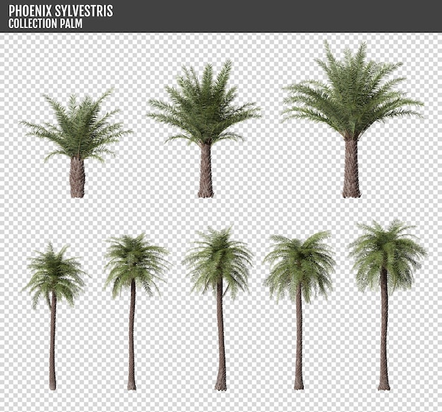 Piante di palma Phoenix sylvestris isolate su uno sfondo trasparente
