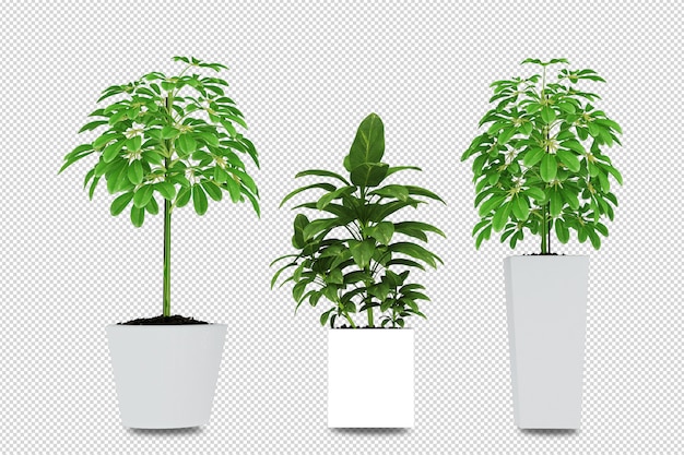 Piante in vaso in 3d rendering isolato