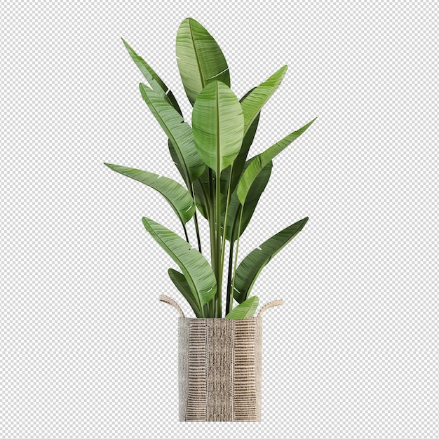 piante in vaso in 3d rese isolate