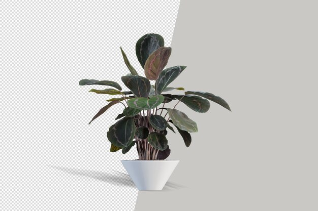 Piante in vaso nel rendering 3d isolate