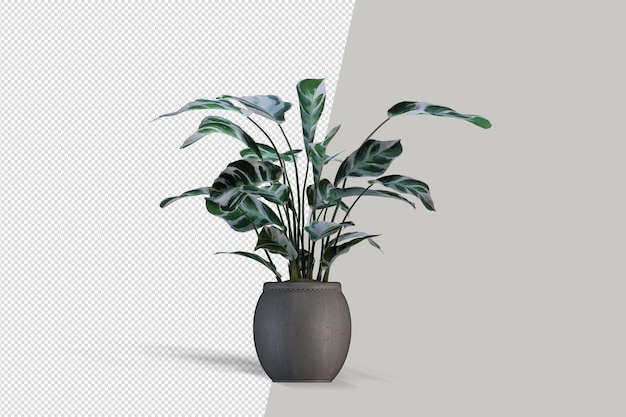 Piante in vaso nel rendering 3d isolate