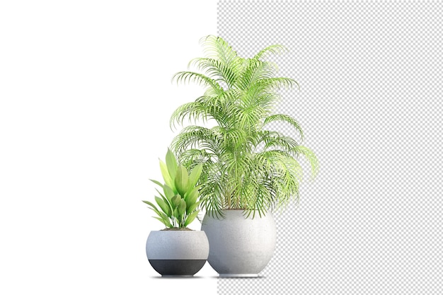 Piante in vaso nel rendering 3d isolate