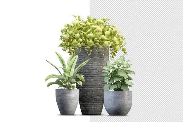 Piante in vaso nel rendering 3d isolate