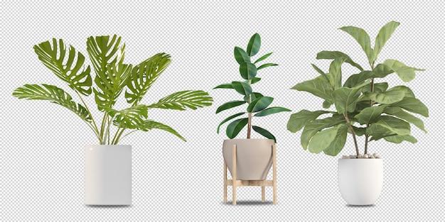 Piante in vaso nella rappresentazione 3d isolata
