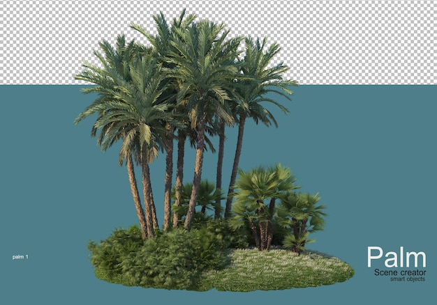Piccola piantagione di palme