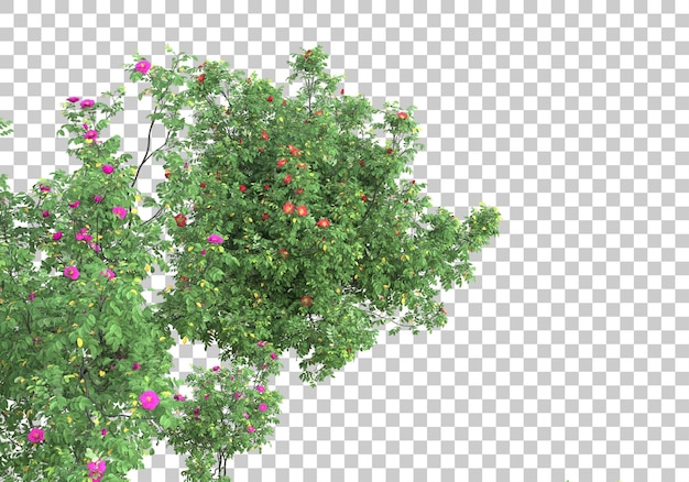 Piccoli alberi su sfondo trasparente 3d rendering illustrazione