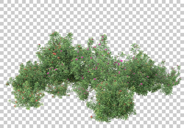 Piccoli alberi su sfondo trasparente 3d rendering illustrazione