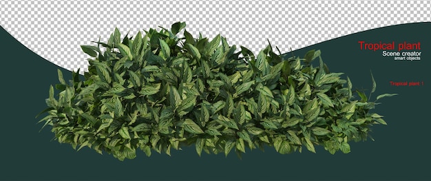 Piccolo giardino con piante tropicali