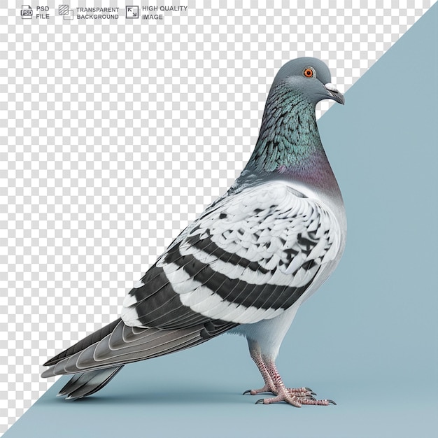 PSD le pigeon isolé sur un fond transparent png psd