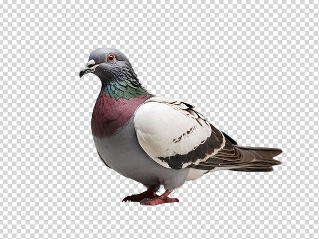 PSD le pigeon png