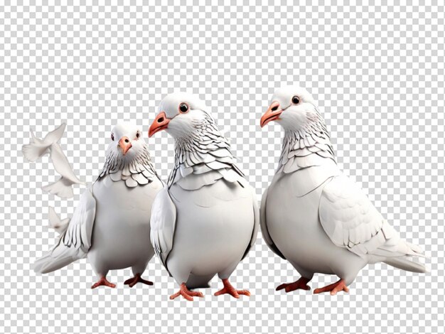 PSD le pigeon png