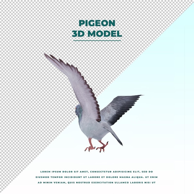 Pigeon