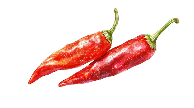 pimienta roja pintada con acuarela en un fondo aislado png