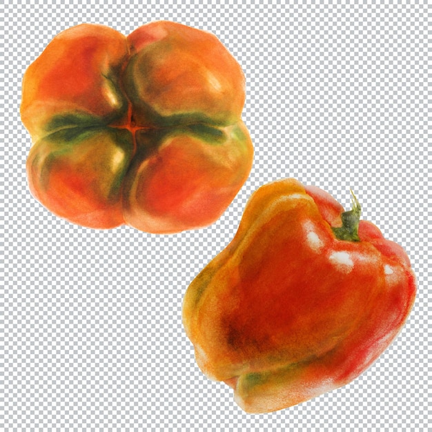 Pimiento pimentón. ilustración botánica acuarela de dos frutos de pimiento rojo