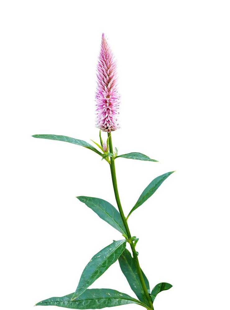 PSD pink celosia flower with green leaves